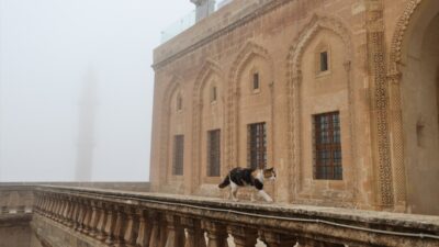 MARDİN (AA) – Mardin'in merkez Artuklu ilçesinde yoğun sis yaşamı