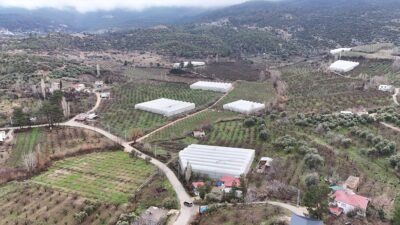 MERSİN (AA) – Mersin'in Mut ilçesinde örtü altında yetiştirilen erik