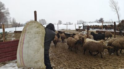 MUŞ (AA) – Muş'ta devlet destekleri sayesinde küçük ve büyükbaş