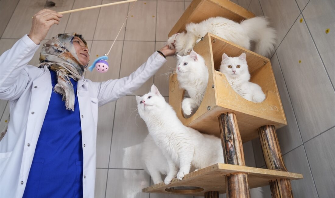 - Pursaklar Belediyesi bünyesinde faaliyet gösteren "Ankara Kedisini Koruma, Yaşatma