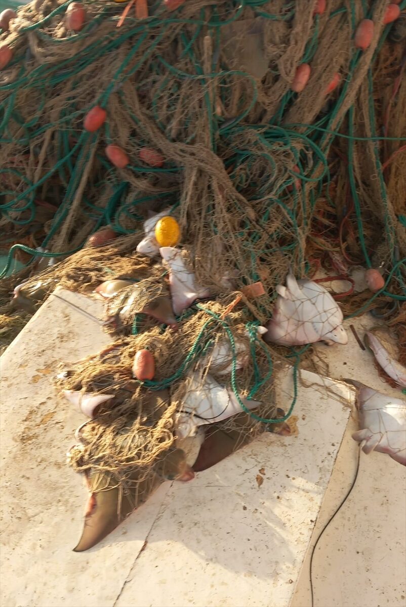 - Uluslararası Doğa Koruma Birliğinin "Tehdit Altındaki Türler Kırmızı Listesi"nde