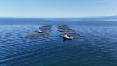 - İl Tarım ve Orman Müdürü Bayram Ay:
- "Son yıllarda