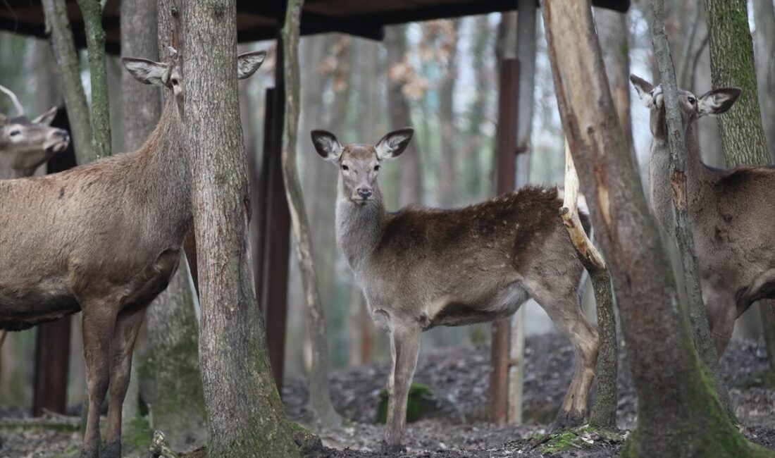 - Kocaeli'deki Ormanya Doğal Yaşam Parkı'nda yetiştirilerek popülasyonun azaldığı alanlara