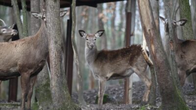 - Kocaeli'deki Ormanya Doğal Yaşam Parkı'nda yetiştirilerek popülasyonun azaldığı alanlara