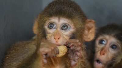 - Bursa'da gerçekleştirilen denetimlerde koruma altına alınan 3 makak maymunu
