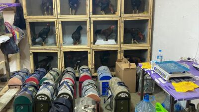 - Jandarma ring oluşturarak horoz dövüştürenleri suçüstü yakaladı