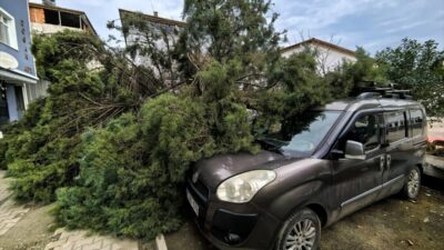 SAMSUN (AA) – Samsun'un Salıpazarı ilçesinde şiddetli rüzgar nedeniyle ağaçların