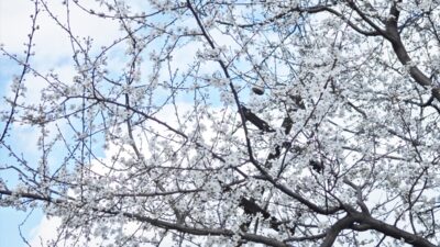 SAMSUN (AA) – Samsun'un Yakakent ilçesinde hava sıcaklıklarının mevsim normallerinin