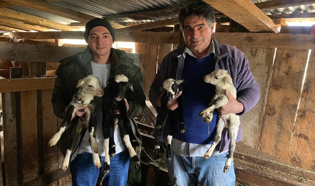 SİNOP (AA) – Sinop'un Türkeli ilçesinde "Romanov" cinsi bir koyun,