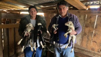 SİNOP (AA) – Sinop'un Türkeli ilçesinde "Romanov" cinsi bir koyun,