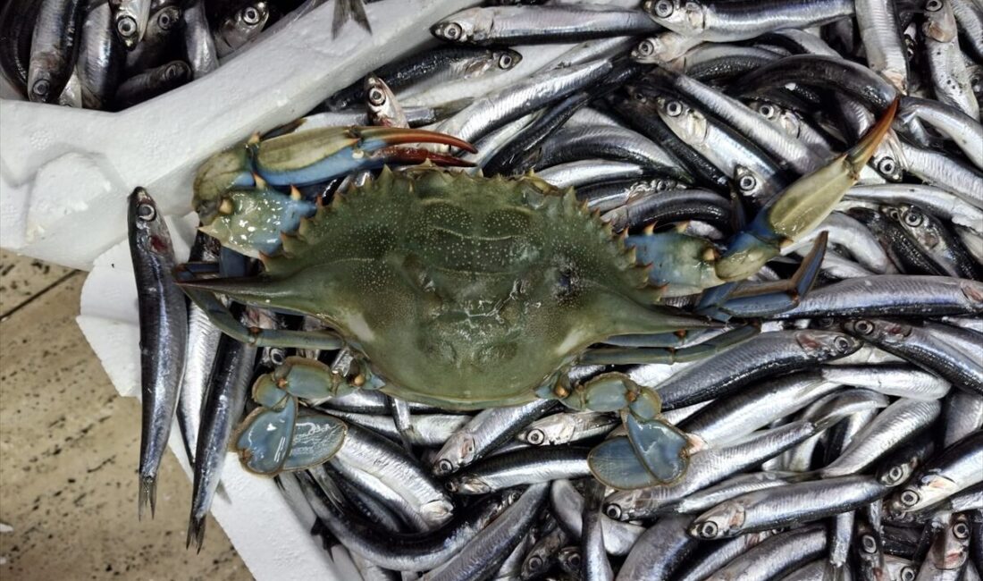 SİNOP (AA) – Sinop'ta denize açılan balıkçıların ağına, Karadeniz'de nadir
