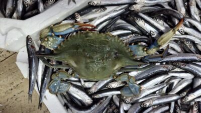 SİNOP (AA) – Sinop'ta denize açılan balıkçıların ağına, Karadeniz'de nadir