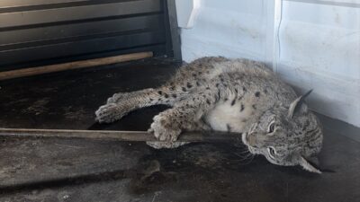 SİVAS (AA) – Sivas'ın Hafik ilçesinde yol kenarında yaralı halde