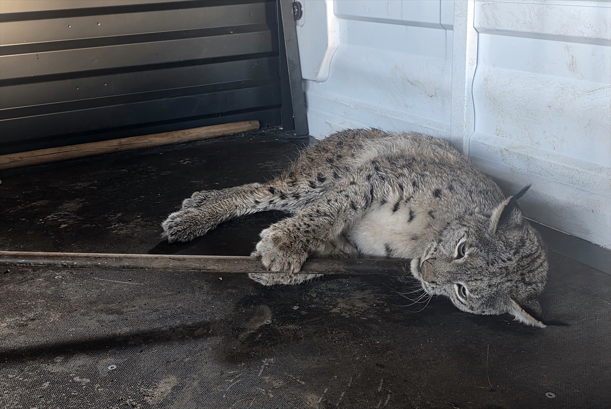 SİVAS (AA) – Sivas'ın Hafik ilçesinde yol kenarında yaralı halde