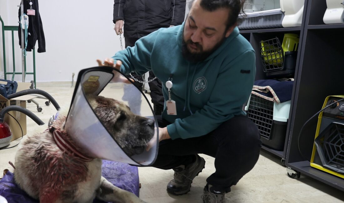 - Uzman veteriner hekim Atilla Dulkadir:
- "Aldığımız kitle 5,8 kilogram