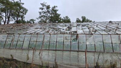 - Hasar dosya işlemleri tamamlanan sigortalı üreticilere 257 milyon lira