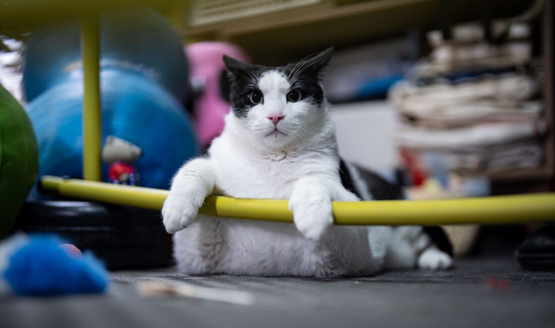 - Obeziteyle mücadele eden ve kilosu nedeniyle hareket etmekte zorlanan