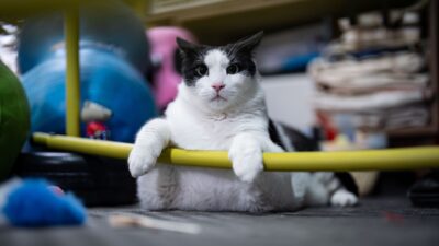 - Obeziteyle mücadele eden ve kilosu nedeniyle hareket etmekte zorlanan