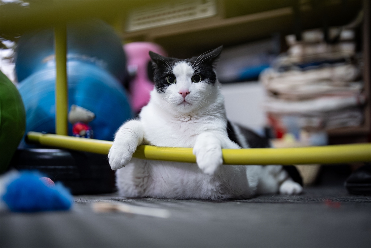 - Obeziteyle mücadele eden ve kilosu nedeniyle hareket etmekte zorlanan