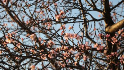 TEKİRDAĞ (AA) – Tekirdağ'da hava sıcaklığının artmasıyla badem ağaçları çiçek