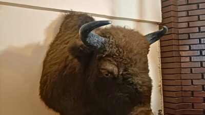 TEKİRDAĞ (AA) – Tekirdağ'ın Saray ilçesinde bir evde, çeşitli yabani