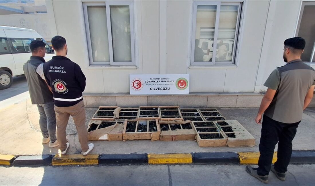 - Toplam 51 operasyonda yaklaşık 32,6 milyon liralık kaçak girişim