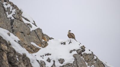 TUNCELİ (AA) – Tunceli'de yaban hayvanları, kar ve soğuk hava