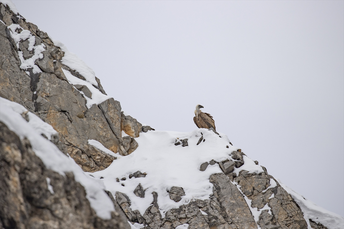 TUNCELİ (AA) – Tunceli'de yaban hayvanları, kar ve soğuk hava