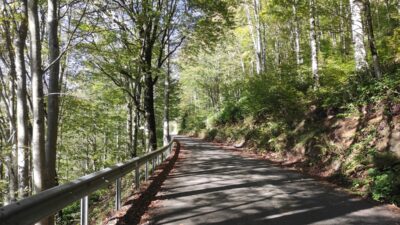 - Bu kapsamda, Giresun'un Bulancak ilçesindeki alan "Yedimeşe Tabiat Parkı"