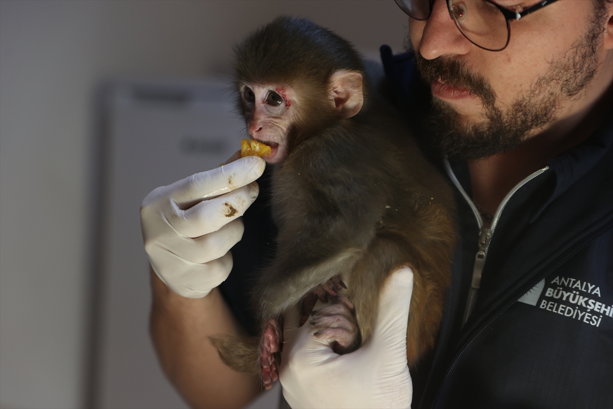 - Antalya Doğal Yaşam Parkı'nda röntgeni çekilen, kan örnekleri alınarak