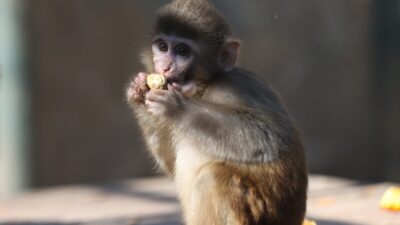 - Antalya Doğal Yaşam Parkı'nda görevli veteriner hekim Oğulcan Demir:
-