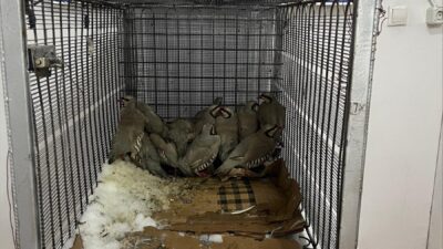 VAN (AA) – Van'ın Muradiye ilçesinde ikametinin bahçesinde 14 kınalı