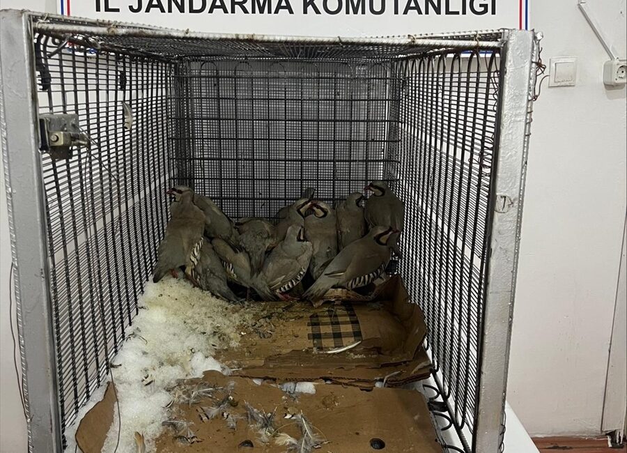 VAN (AA) – Van'ın Muradiye ilçesinde ikametinin bahçesinde 14 kınalı