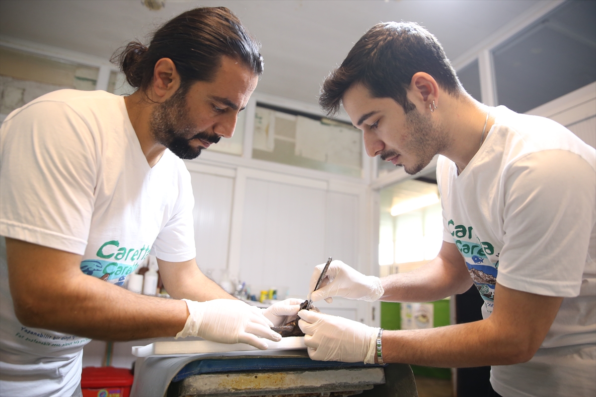 - İzmir'de yaralı bulunan caretta caretta, Muğla'daki Deniz Kaplumbağaları Araştırma,